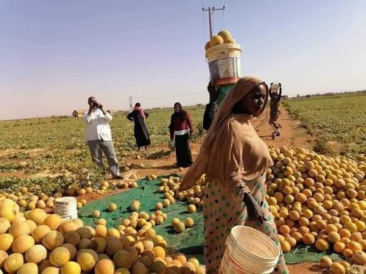 sector By comprehensive سيدة سودانية تنجح في زراعة الشمام للصادر - الحاكم نيوز