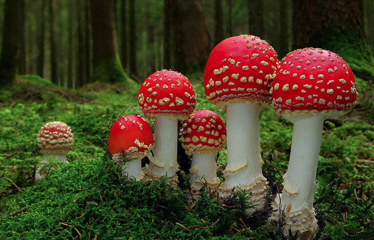 magical world of mushrooms 27