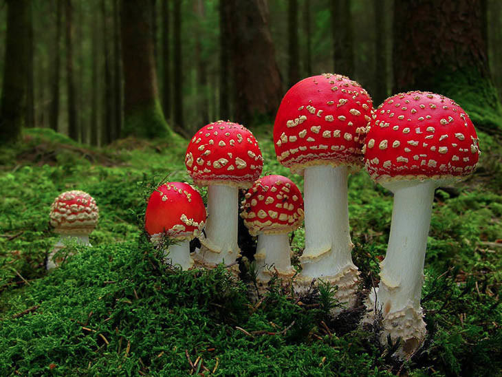 magical world of mushrooms 27