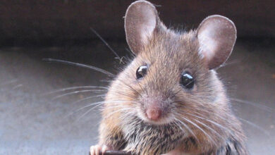 فيروس كورونا يفتك بالآلاف من فئران التجارب