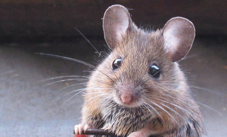 فيروس كورونا يفتك بالآلاف من فئران التجارب