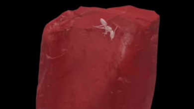 591b24ce dace 4af2 a941 1167e6cb23f5 16x9 1200x676