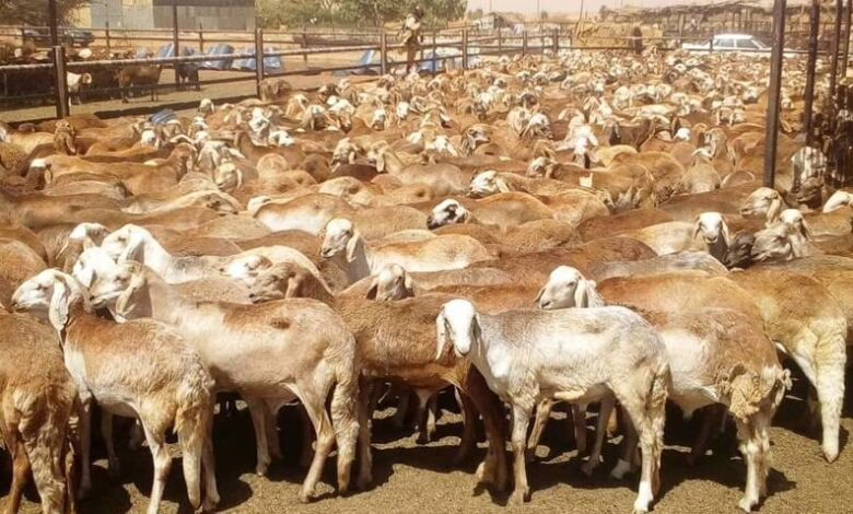 خراف الاضاحي الماشية الثروة الحيوانية السودان 780x470 1